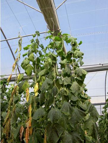 image Cultivo en invernadero en El Ejido (Almería)