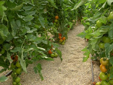 image Cultivo de tomates en el invernadero de El Ejido (Almería)