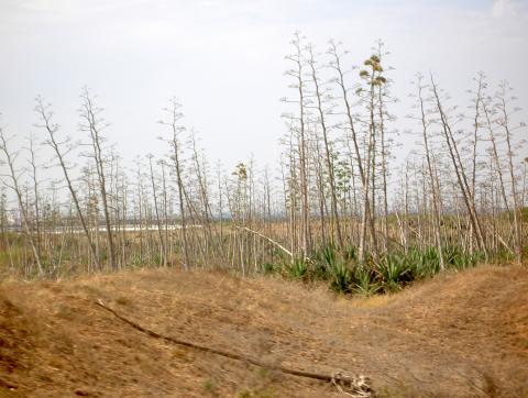 image Campo de pitas, Almería (España)