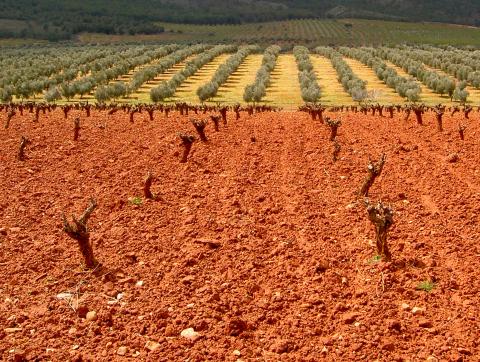 image Campo de Cultivo en Dilar, Granada (españa)