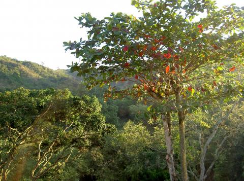 image Vegetación municipio de Bucaramanga, Santander (Colombia)