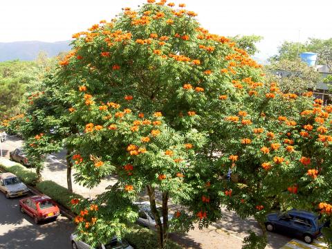 image Árbol tulipán africano (Colombia)