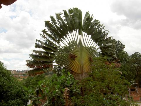 image Palma del Viajero (Colombia)