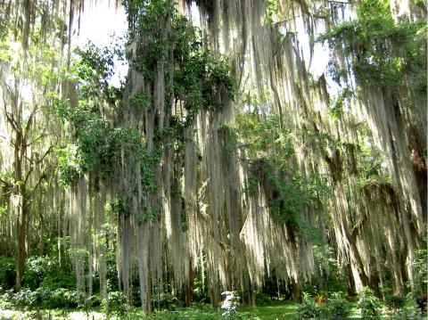 image Vegetación Parque Natural El Gallineral, San Gil (Colombia)