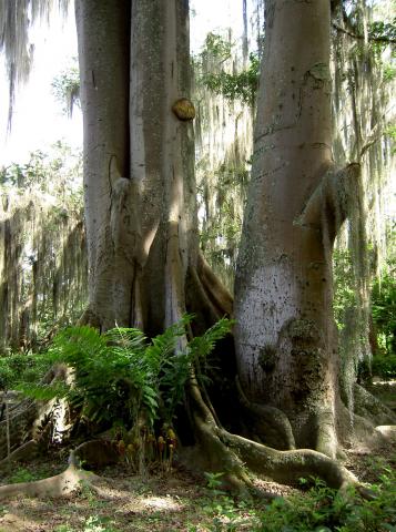 image Vegetación Parque Natural El Gallineral, San Gil (Colombia)