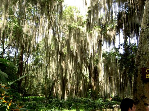 image Vegetación Parque Natural El Gallineral, San Gil (Colombia)