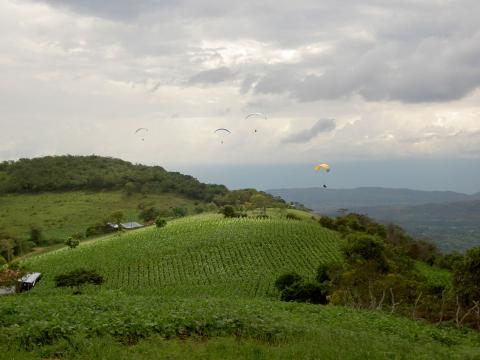 image Cultivos planta de tabaco en San Gil (Colombia)
