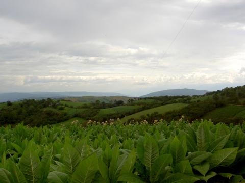 image Cultivos planta de tabaco en San Gil (Colombia)