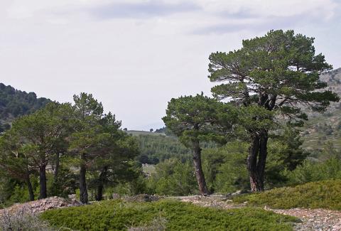 image Vereda de los Alayos, Granada