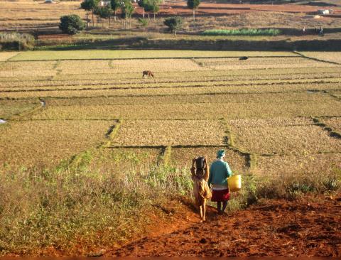 image Campos de cultivo de Madagascar