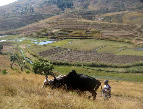 image Paisaje de Madagascar