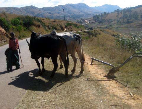 image Pastoreo de cebúes en Madagascar