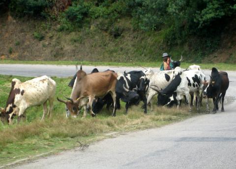 image Trashumancia de cebúes  en Madagascar