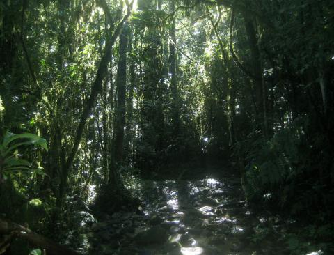 image Selva en el Parque nacional de Ranomafana