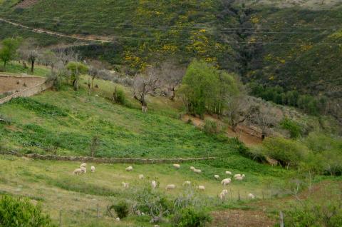 image Ovejas en Jarandilla de la Vera, Cáceres (España)