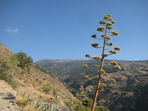 image Paisaje de la Alpujarra