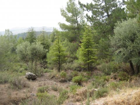 image Vegetación de bosque mediterráneo