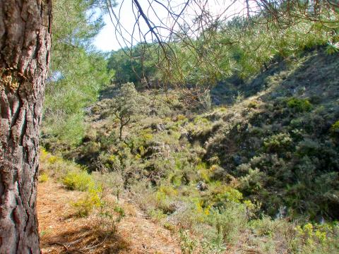 image Vegetación de la Sierra de la Alfaguara