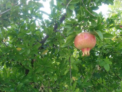 image Fruta de granada