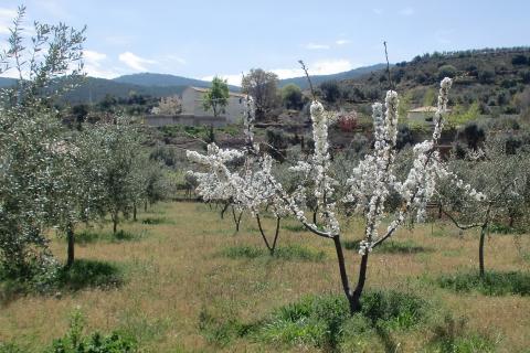 image Almendro en flor