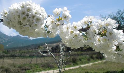 image Almendro en flor