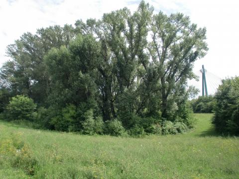 image 2010_08_viena_isla_del_danubio_01