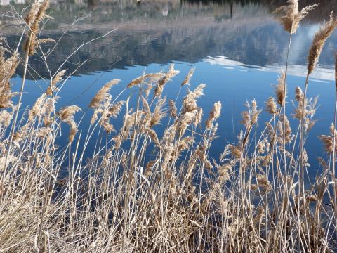 image Laguna de Padul