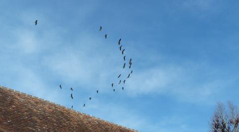 image Bandada de aves