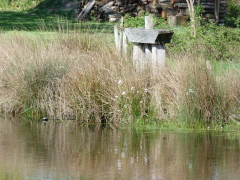 image Vegetación del parque natural regional de Brenne