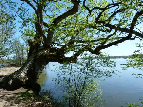 image Parque natural regional de Brenne
