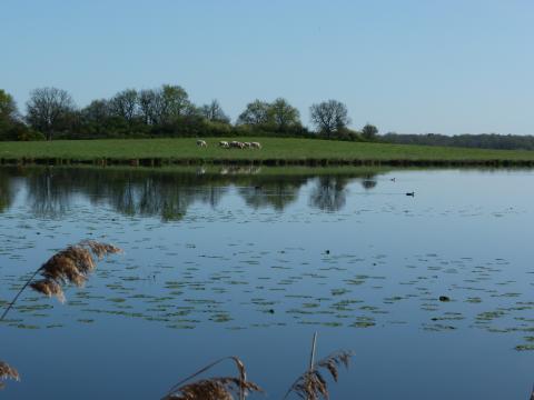 image Laguna en el parque natural regional de Brenne