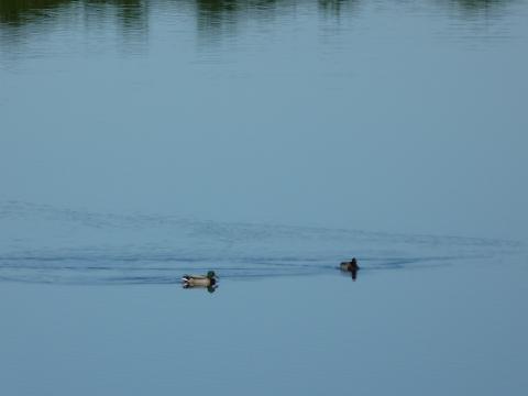 image Patos en una laguna