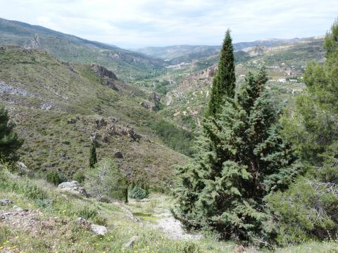 image Quéntar vegetación