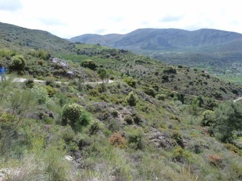 image Vegetación de Quéntar