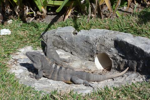 image Iguanas