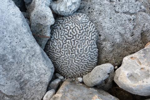 image Coral petrificado