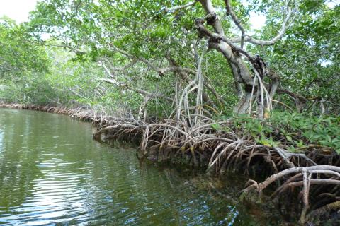 image Manglar