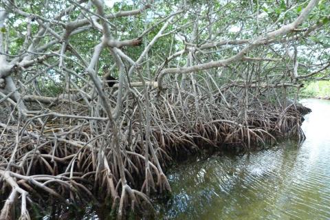 image Manglar