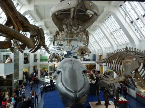 image Museo de historia natural