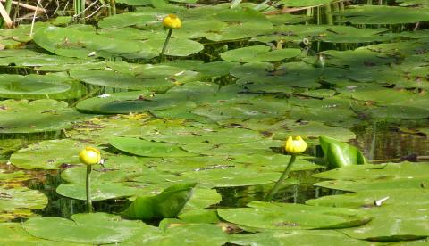 image Parque natural del Cañón del Río Lobos