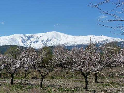 image Almendros en flor y Sierra Nevada