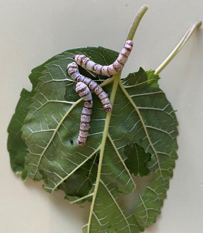 image gusanos de seda