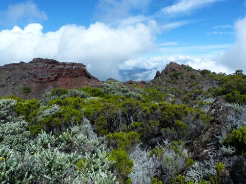 image Vegetación del volcán de Reunión (Francia)
