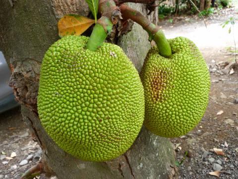 image El árbol de yaca