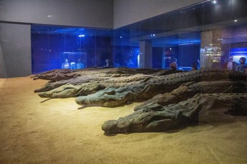 image Cocodrilos momificados