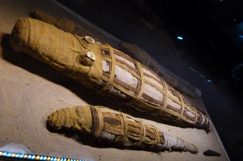 image Cocodrilos momificados