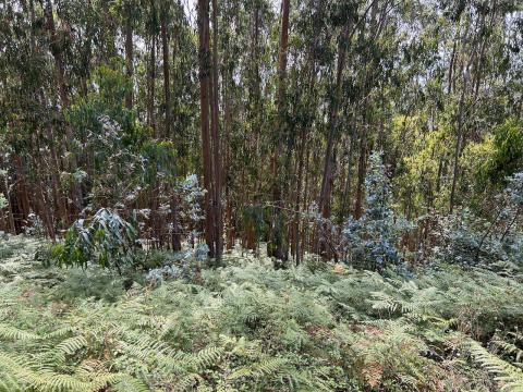 image Vegetacón Galicia