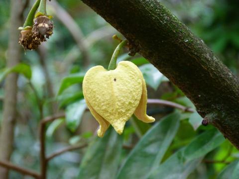 image Flor de la Guanábana