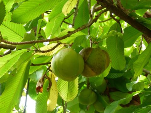 image Groserello de la India 