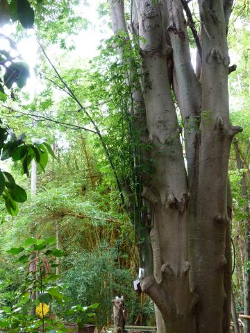 image Árbol de la Old Domain (Le Vieux Domaine)